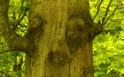 Lerne vom Wald!