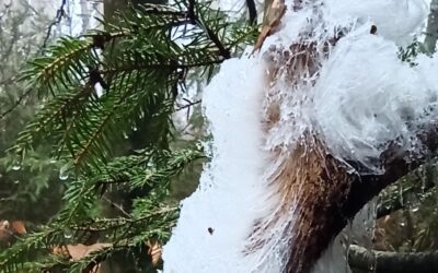 Rauhnächte – wenn das Jahr still wird